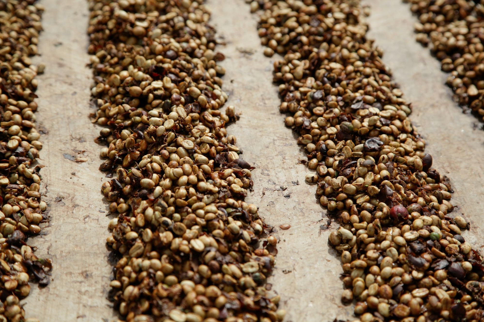 Coffee beans drying in rows on raised beds